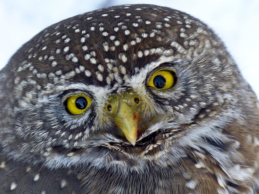 owl, bird, head, owl head, owl eyes, nature, animal, pygmy owl, eurasian pygmy owl, bird of prey, wildlife, close up, portrait, animal world, wildlife photography