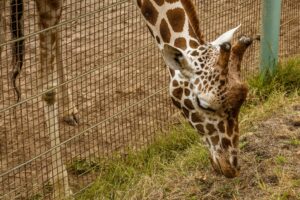 A giraffe grazes behind a wire fence in an outdoor enclosure.