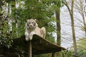 White tiger resting atop a wooden platform surrounded by lush greenery.