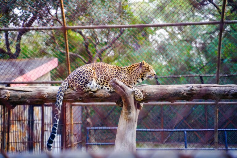 A majestic leopard lying on a branch inside a zoo enclosure, showcasing wildlife in captivity.